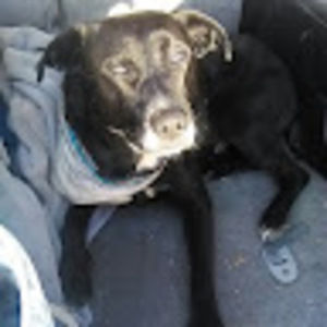 Meet your Posher, Trippy